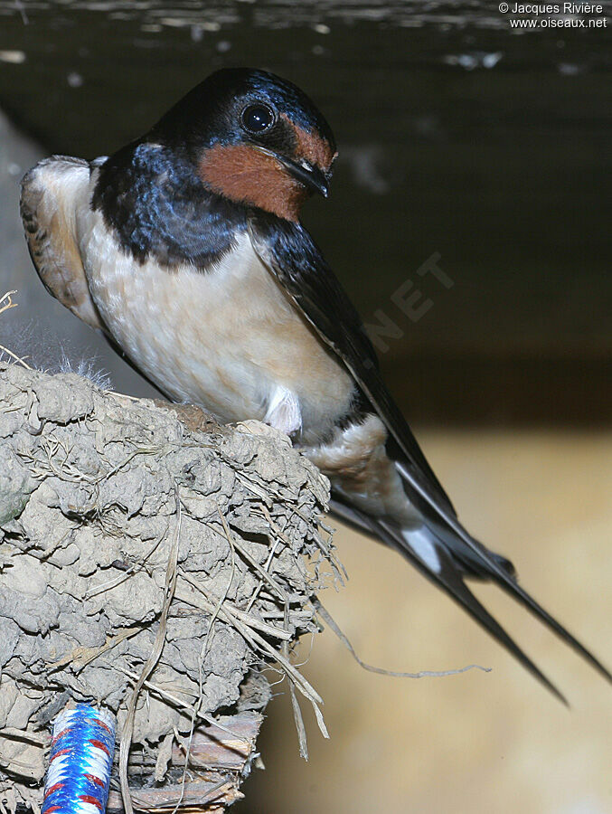 Barn Swallowadult breeding, Reproduction-nesting