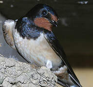 Barn Swallow