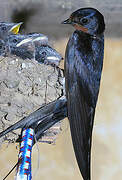 Barn Swallow