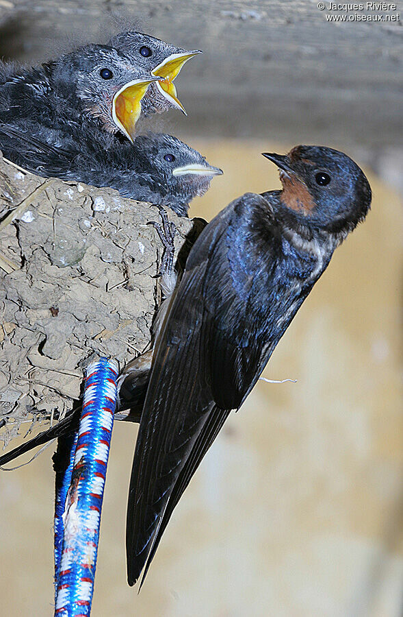 Hirondelle rustiqueadulte nuptial, Nidification