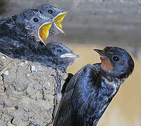 Barn Swallow