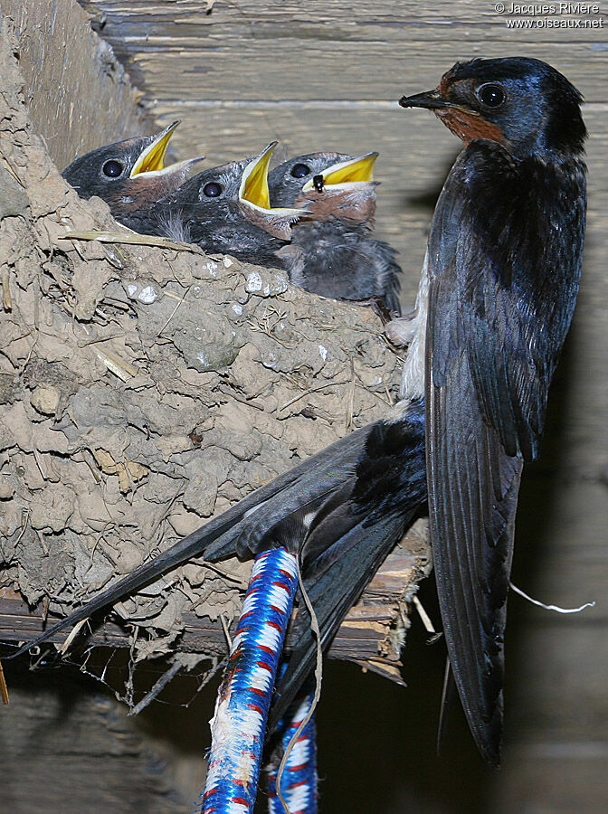 Barn Swallowadult breeding, Reproduction-nesting