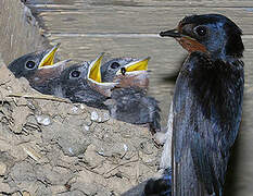 Hirondelle rustique