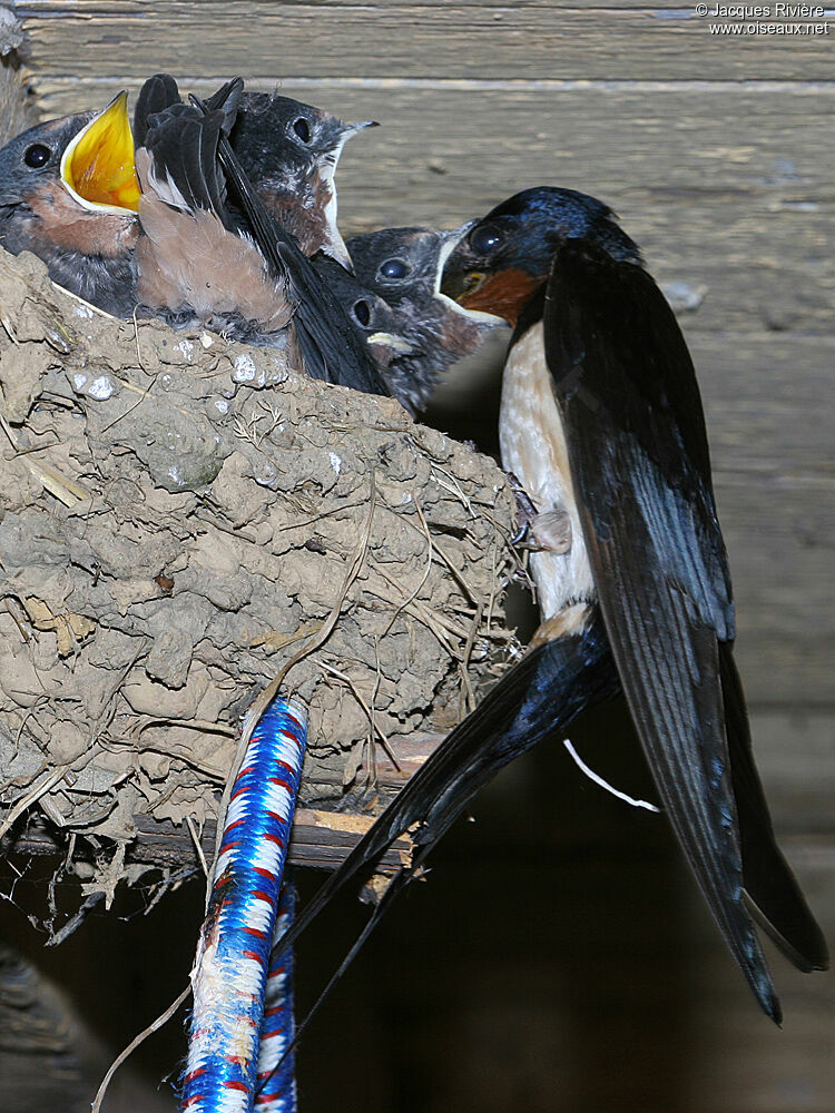 Hirondelle rustiqueadulte nuptial, Nidification