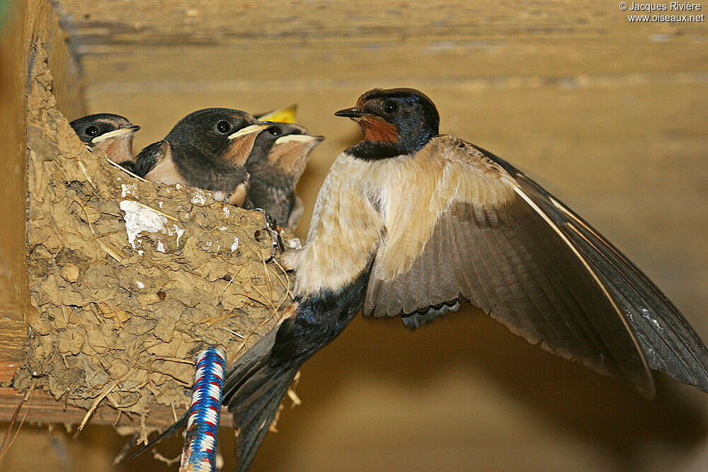 Hirondelle rustiqueadulte nuptial, Nidification