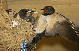 Barn Swallow