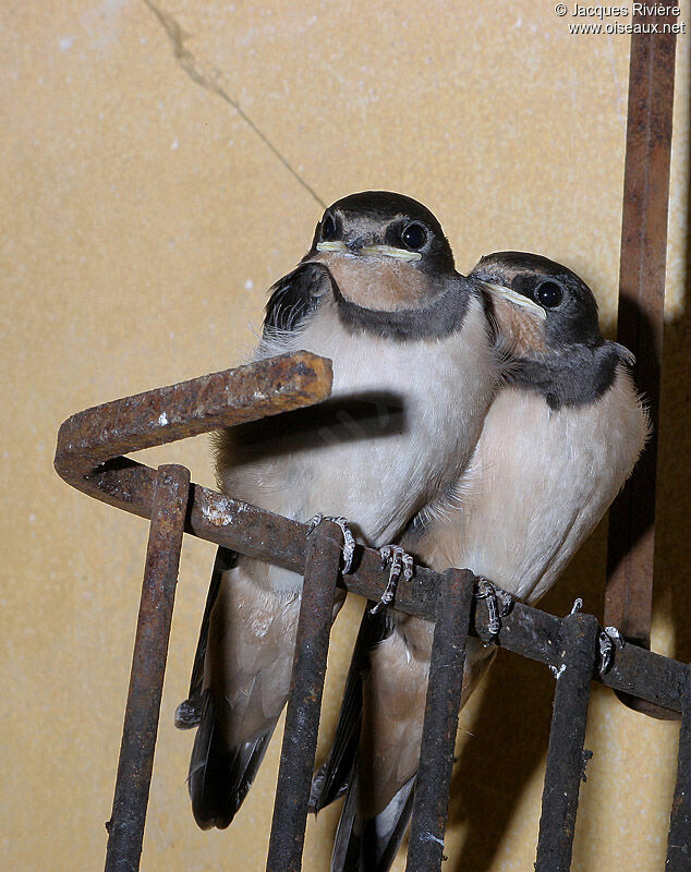Barn Swallowjuvenile