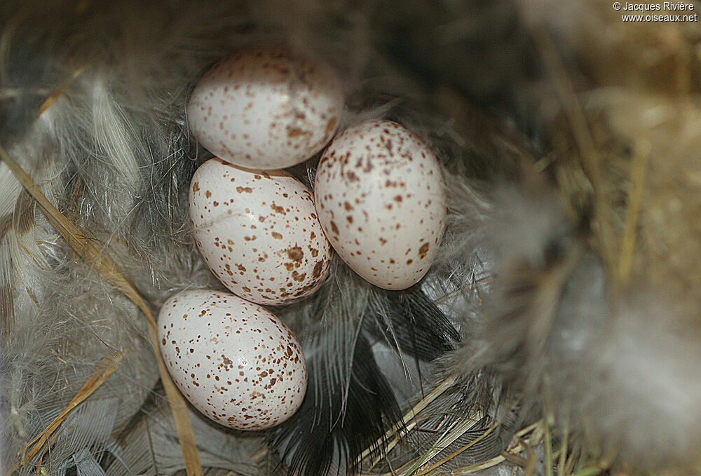 Hirondelle rustique