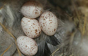 Barn Swallow