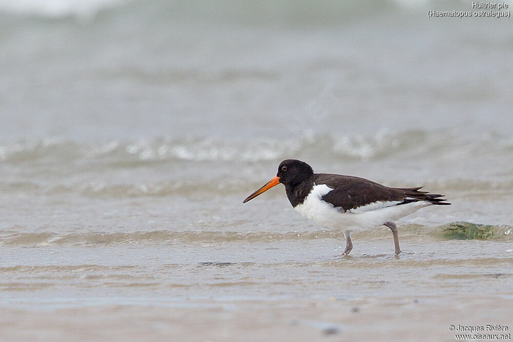 Eurasian Oystercatcherimmature, identification