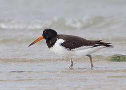 Eurasian Oystercatcher