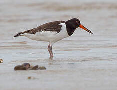 Eurasian Oystercatcher