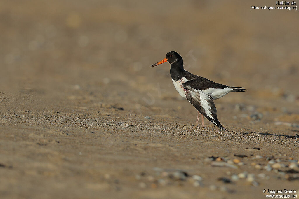 Eurasian Oystercatcheradult, identification, walking