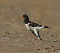 Eurasian Oystercatcher