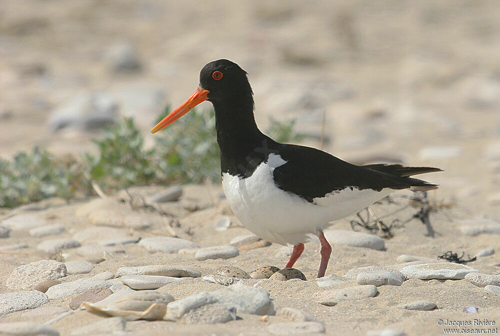 Eurasian Oystercatcheradult breeding, Reproduction-nesting