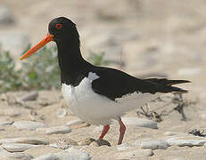 Eurasian Oystercatcher