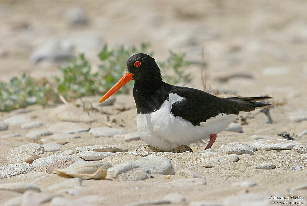 Eurasian Oystercatcheradult breeding, Reproduction-nesting