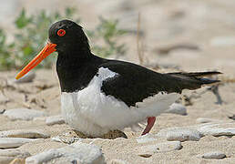 Eurasian Oystercatcher