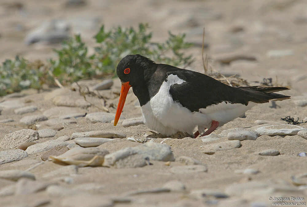 Eurasian Oystercatcheradult breeding, Reproduction-nesting