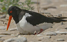 Eurasian Oystercatcher