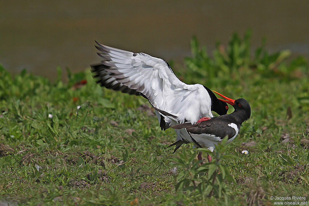 Eurasian Oystercatcher 