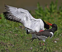 Eurasian Oystercatcher