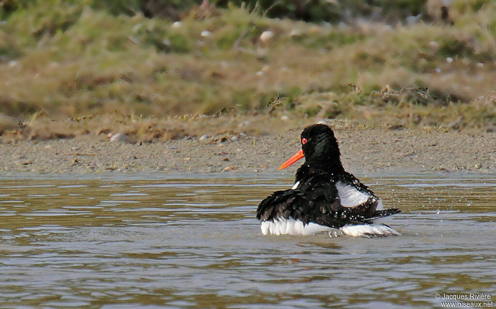 Eurasian Oystercatcheradult breeding