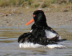 Eurasian Oystercatcher