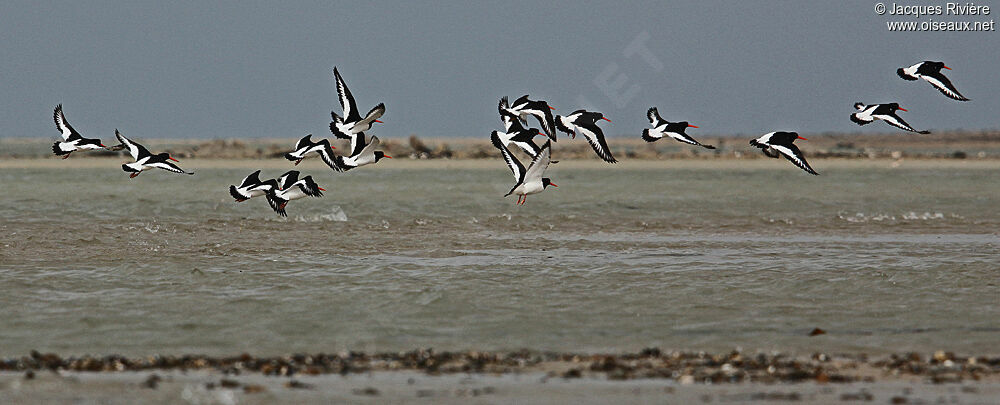 Eurasian Oystercatcher, Flight