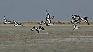 Eurasian Oystercatcher