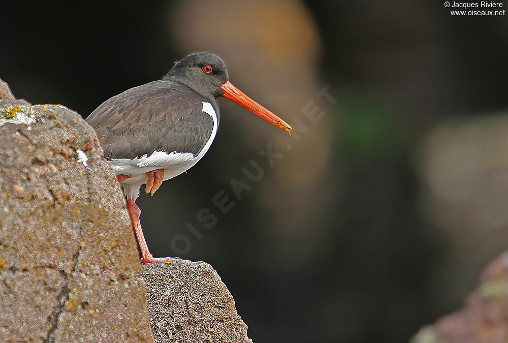 Eurasian Oystercatcheradult breeding