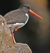 Eurasian Oystercatcher