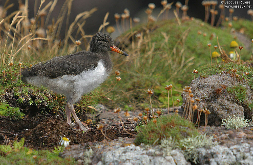 Huîtrier piejuvénile, identification