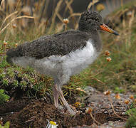 Eurasian Oystercatcher