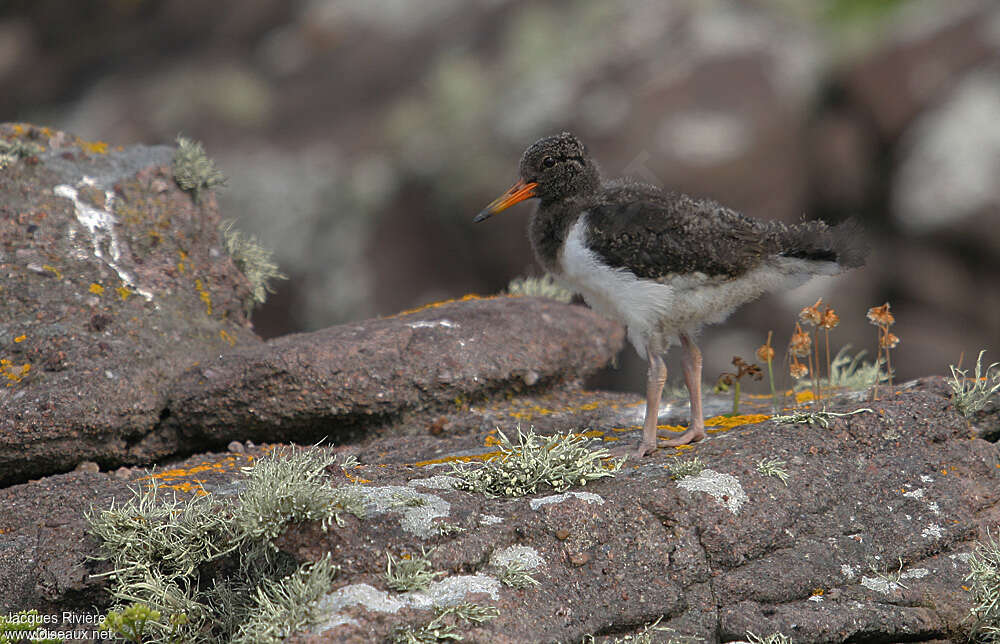 Eurasian Oystercatcherjuvenile, identification