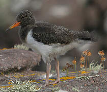 Eurasian Oystercatcher