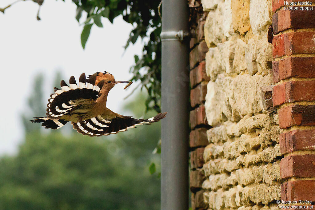 Eurasian Hoopoeadult breeding, identification, Flight, Reproduction-nesting