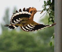 Eurasian Hoopoe