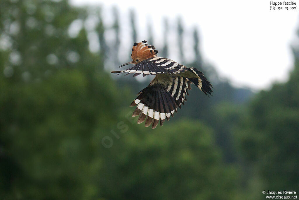 Eurasian Hoopoeadult breeding, Flight