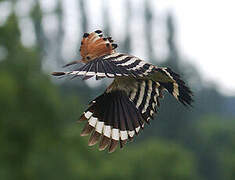 Eurasian Hoopoe