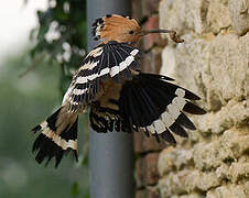 Eurasian Hoopoe