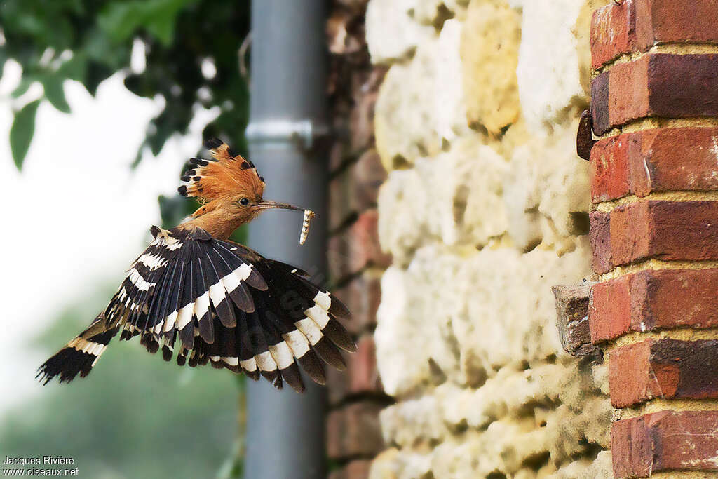 Eurasian Hoopoeadult breeding, Reproduction-nesting