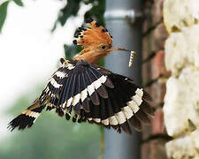 Eurasian Hoopoe