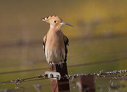 Eurasian Hoopoe