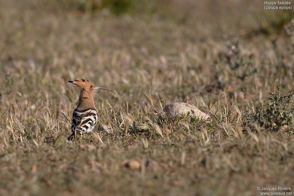 Huppe fasciéeadulte nuptial, identification, marche