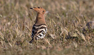 Eurasian Hoopoe