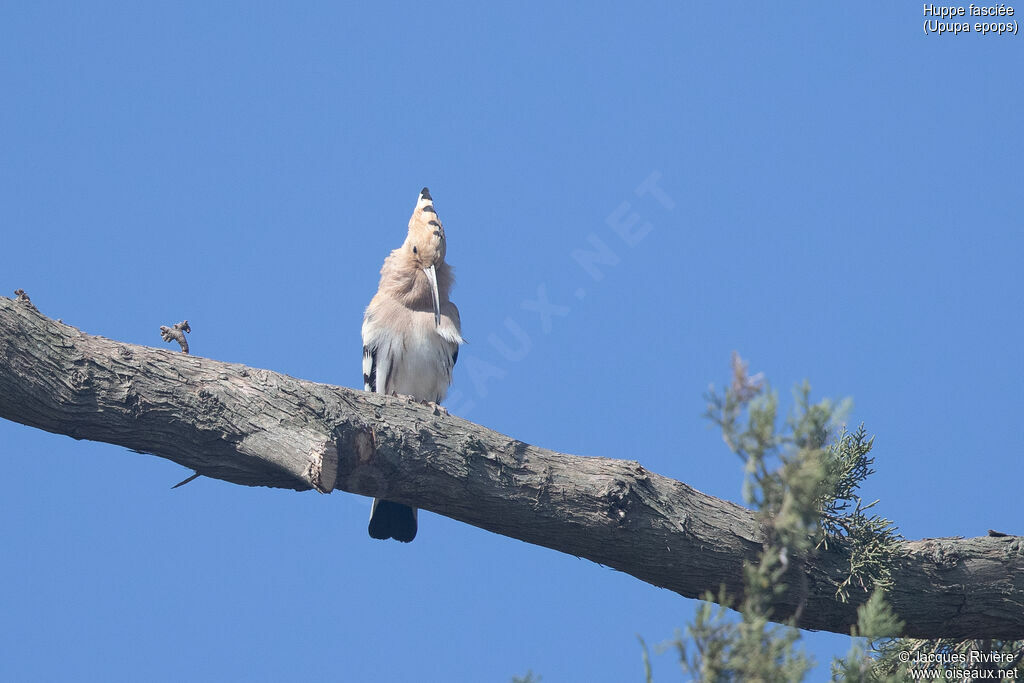 Eurasian Hoopoe male adult breeding, identification, song