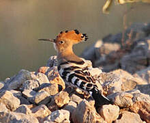 Eurasian Hoopoe