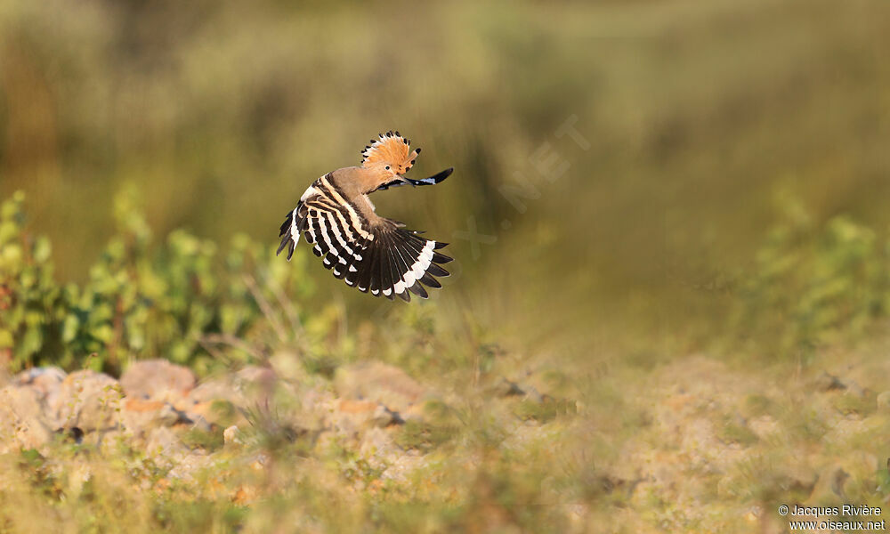 Eurasian Hoopoeadult breeding