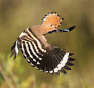 Eurasian Hoopoe